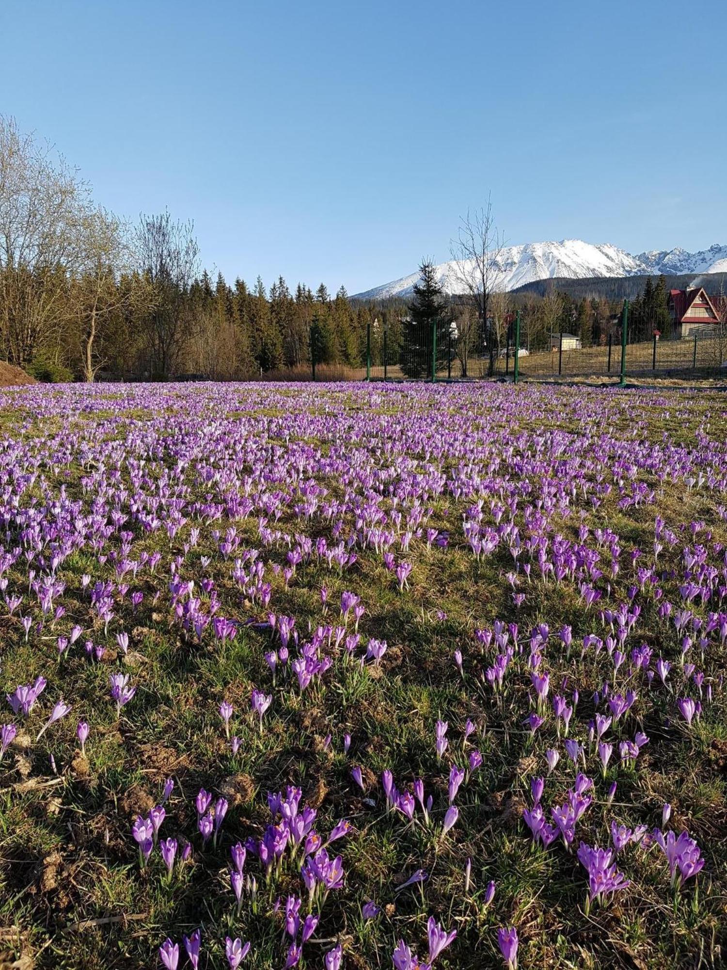 Villa Dorota Zakopane Exteriér fotografie